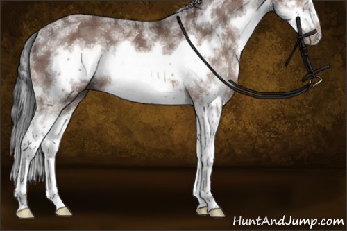 Horse Color:Bay Sabino Frame Rabicano 
