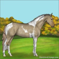 Horse Color:Chocolate Palomino Dun Tobiano Rabicano 