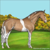 Horse Color:Silver Buckskin Sabino Tobiano Rabicano