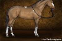 Horse Color:White Spotted Buckskin Dun Tobiano Rabicano
