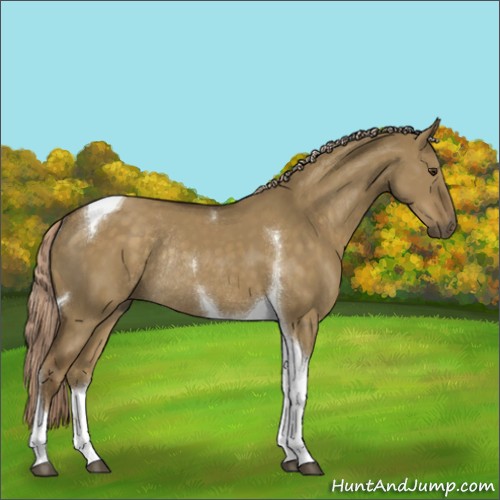 Horse Color:Chocolate Palomino Dun Tobiano Rabicano 