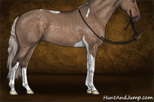 Horse Color:Silver Brown Dun Tobiano Rabicano