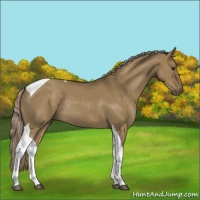 Horse Color:Chocolate Palomino Dun Tobiano Rabicano 