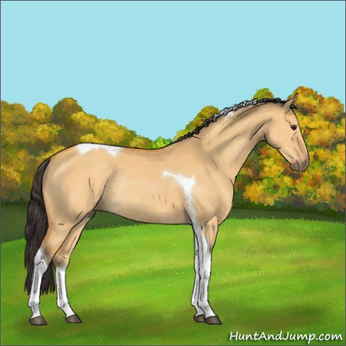 Horse Color:Buckskin Dun Tobiano Rabicano 
