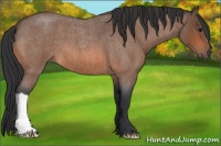 Horse Color:Bay Roan 