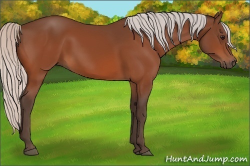 Horse Color:Unknown 