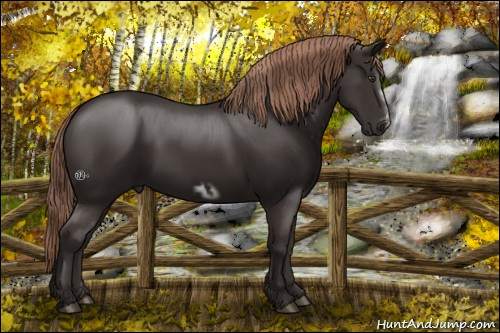 Horse Color:Liver Chestnut  and Liver Chestnut Frame 