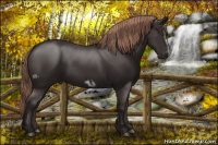 Horse Color:Liver Chestnut  and Liver Chestnut Frame 