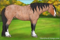 Horse Color:Bay Roan Sabino Rabicano