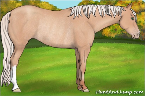 Horse Color:Silver Sable Champagne Rabicano