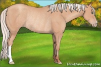 Horse Color:Silver Sable Champagne Rabicano 