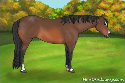 Horse Color:Bay Sabino 