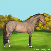 Horse Color:Bay Dun Appaloosa 