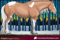 Horse Color:White Spotted Silver Amber Champagne Tobiano