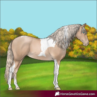 Horse Color:Chocolate Palomino Pearl Tobiano 