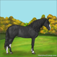 Horse Color:Black Sabino Rabicano