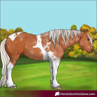 Horse Color:Silver Bay Tobiano