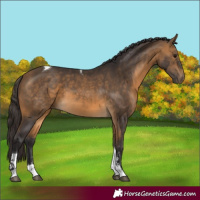 Horse Color:Buckskin Sabino Tobiano Rabicano