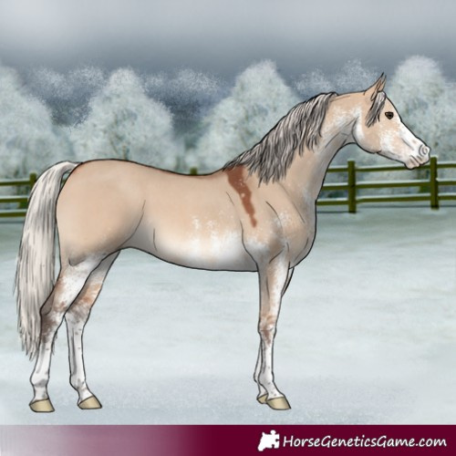Horse Color:White Spotted Silver Brown Dun 