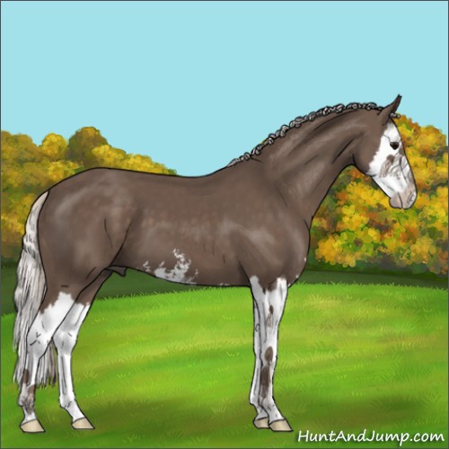 Horse Color:Silver Black Sabino Splash