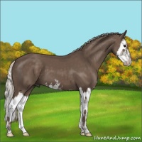 Horse Color:Silver Black Sabino Splash