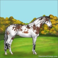 Horse Color:Brown Roan Splash Tobiano Frame 