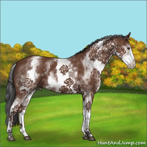 Horse Color:White Spotted Bay 