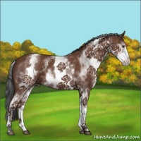 Horse Color:White Spotted Bay 