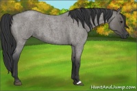 Horse Color:Grullo Roan 