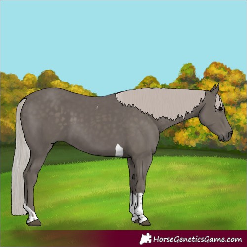 Horse Color:Silver Black Tobiano 