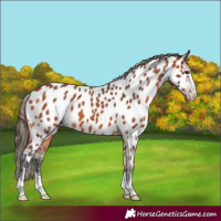 Horse Color:Bay Appaloosa