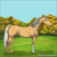 Horse Color:Silver Buckskin 