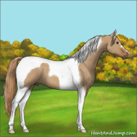 Horse Color:Red Dun Tobiano 