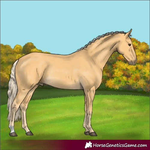 Horse Color:Palomino Rabicano 