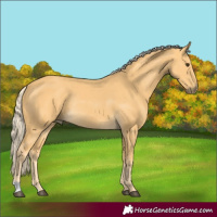 Horse Color:Palomino Rabicano