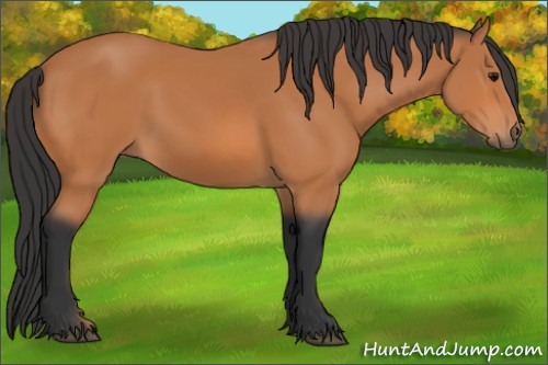Horse Color:Bay 