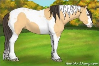 Horse Color:Buckskin Dun Splash Tobiano 