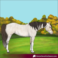 Horse Color:Buckskin Ice Roan Dun Splash