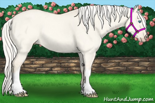 Horse Color:Cremello Dun 