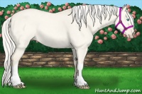 Horse Color:Cremello Dun 