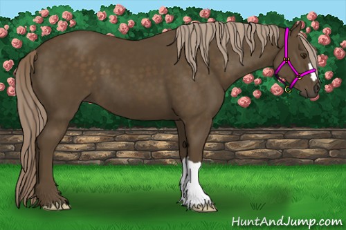 Horse Color:Chocolate Palomino 