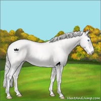 Horse Color:Cremello 