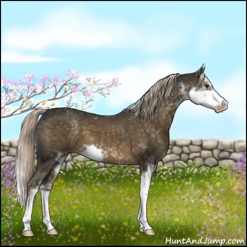 Horse Color:Chocolate Palomino Sabino