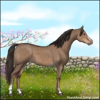 Horse Color:Liver Red Dun Sabino