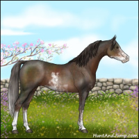 Horse Color:Liver Chestnut Sabino