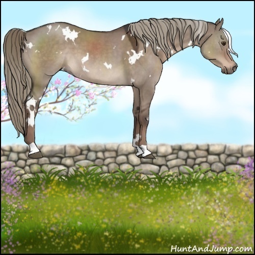 Horse Color:White Spotted Liver Red Dun Mushroom