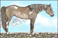 Horse Color:White Spotted Liver Red Dun Mushroom 