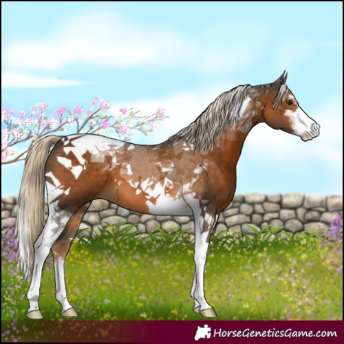 Horse Color:Chocolate Palomino Sabino Tobiano 