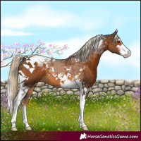 Horse Color:Chocolate Palomino Sabino Tobiano