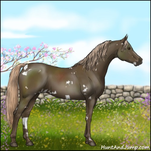 Horse Color:White Spotted Chocolate Palomino 